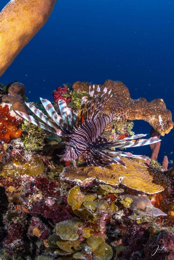 Posada Ocean Colors Rocky Point Εξωτερικό φωτογραφία